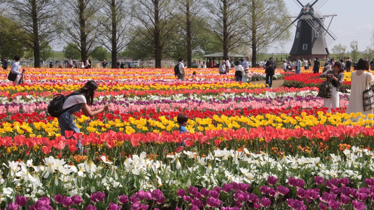 あけぼの 山 農業 公園 チューリップ